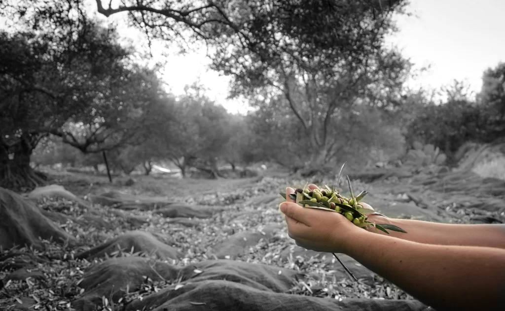 Alyvuogių aliejus nauda sveikatai